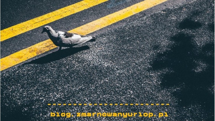 Samolot zderzył się z ptakiem, pasażer z linią lotniczą